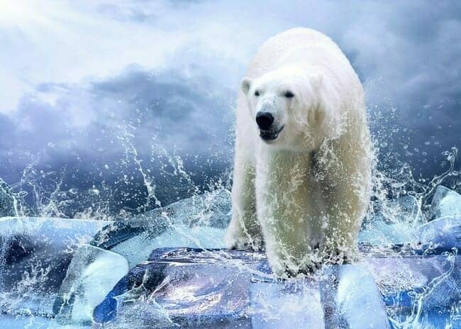 Bear Spirit Animal
