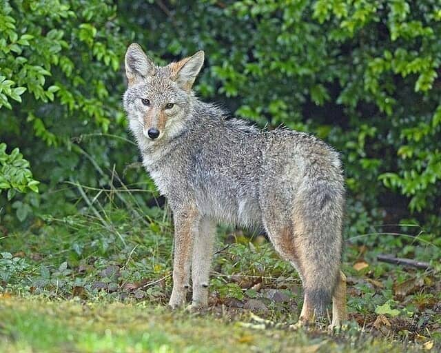 native american coyote symbol