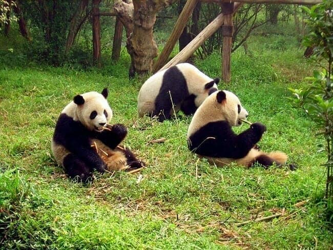 Giant pandas eating bamboo.