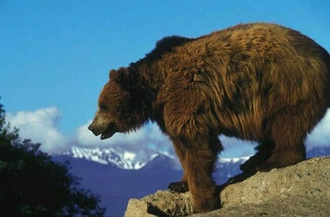 Grizzly bear overlooking a valley