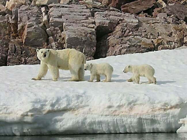 Polar bear and cubs