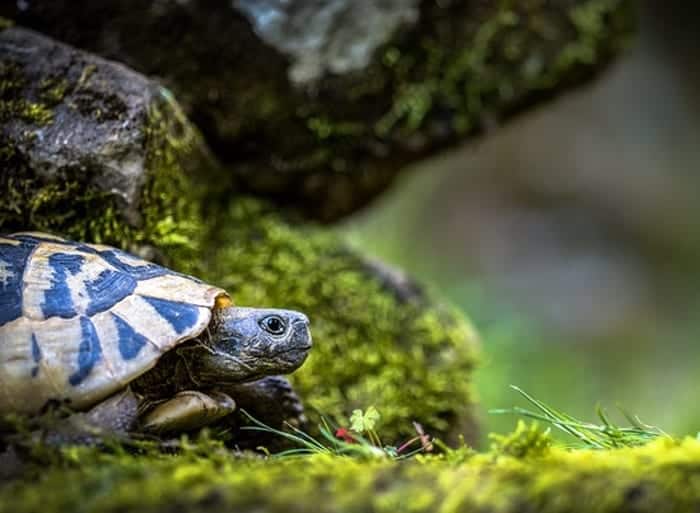 Turtles Meanings