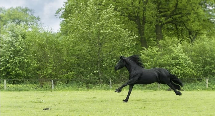 Horse Symbolism & Meaning & the Horse Spirit Animal | UniGuide