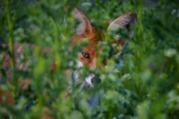 Fox hiding