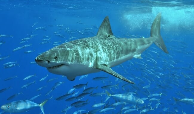 Great White Shark