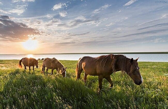 Wild Mustangs