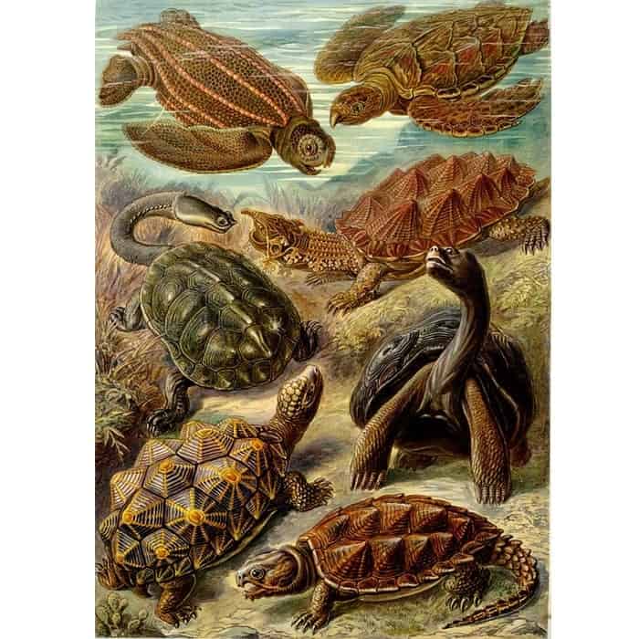 Illustration of Turtle Species