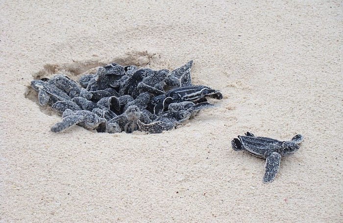 Baby leatherback turtles 