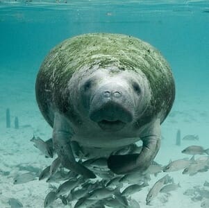 Florida Manatee