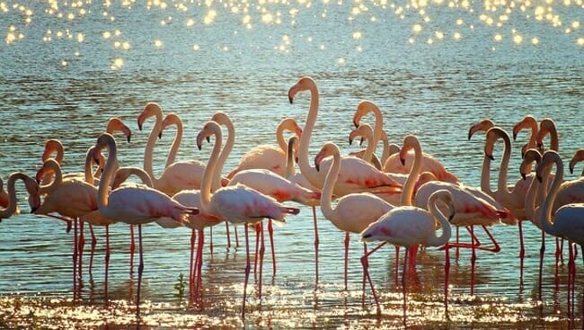 Pat of Flamingos