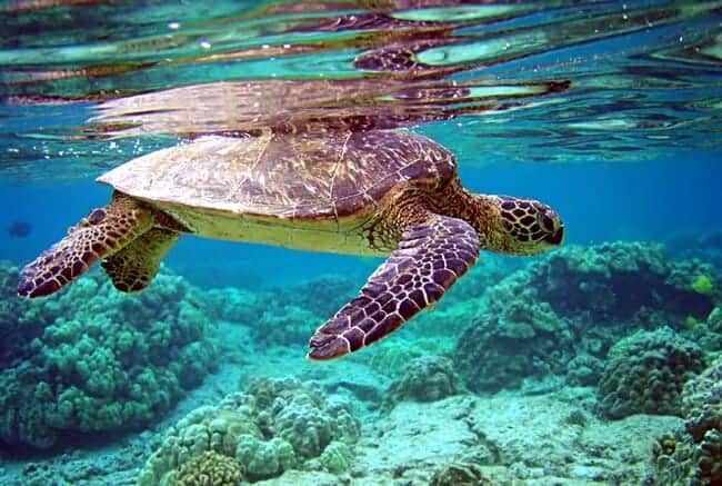 Sea Turtle