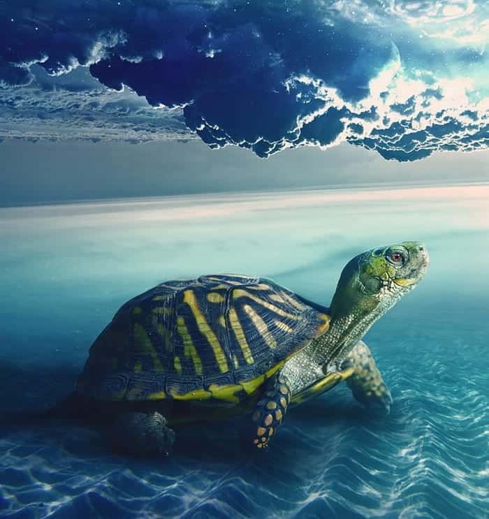 Turtle Sea Floor