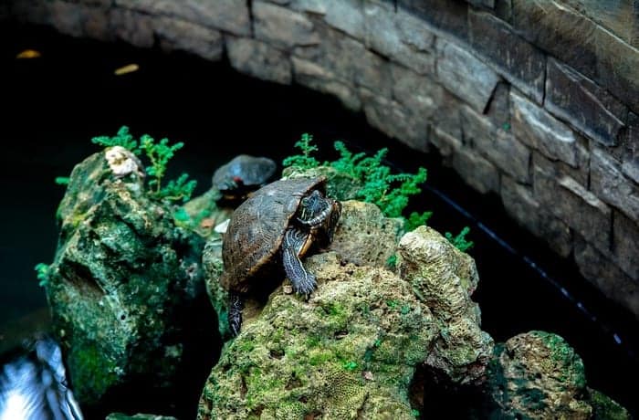 Turtle climbing