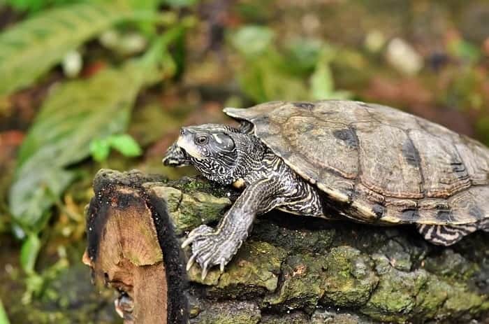 Turtle on a Log