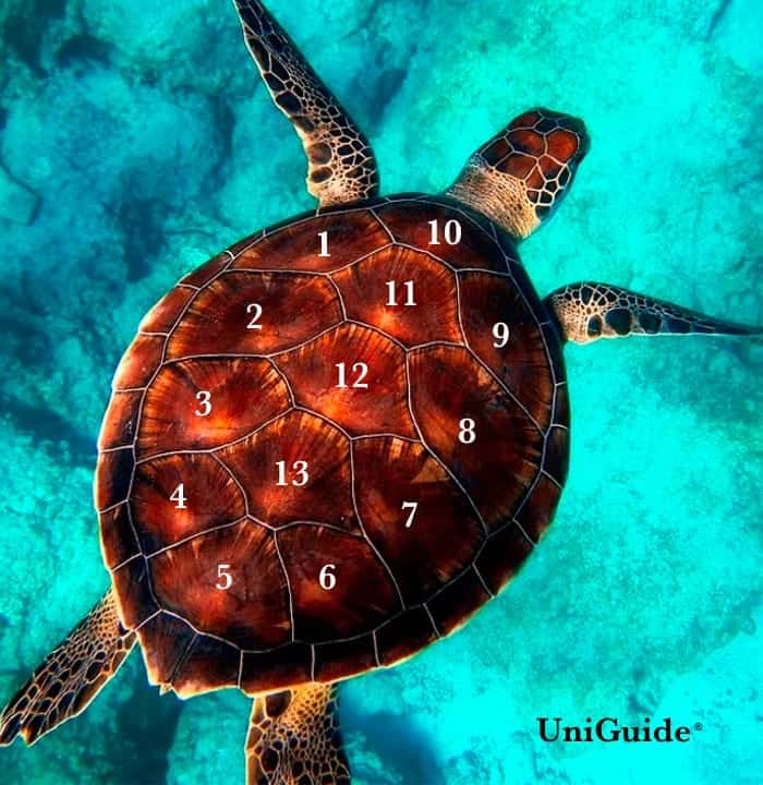 Turtle Shell Lunar Calendar
