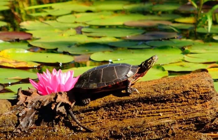 Turtle in Lilly Pond