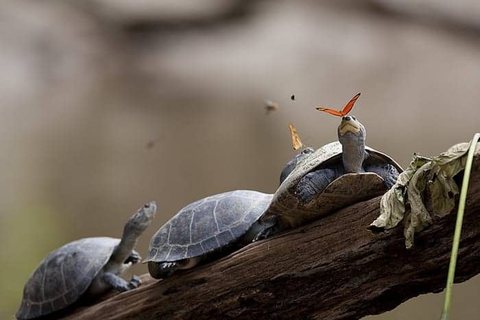 Turtles and Butterflies