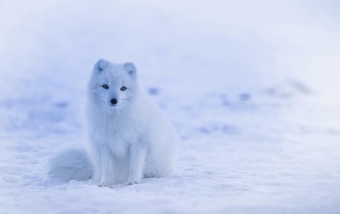 Arctic fox in Iceland