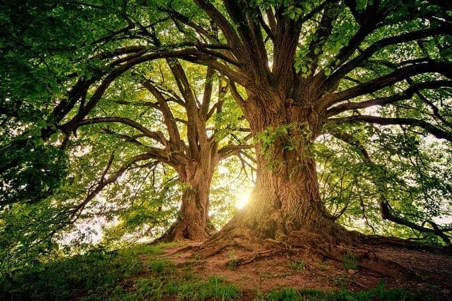 Beautiful Trees in the Forest