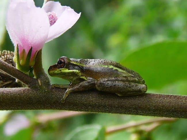 Cuban Treefrog in a Fern Forest