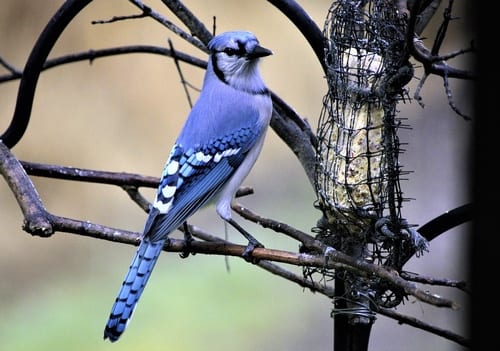 Blue Bird at Bird Feeder