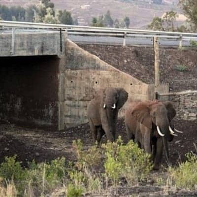Elephant wildlife corridor, Kenya