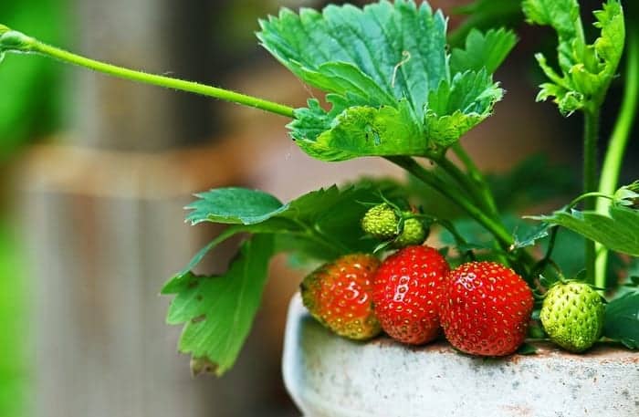 Growing Container Strawberries