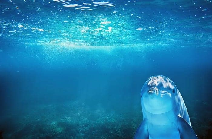 Dolphin in the Sea