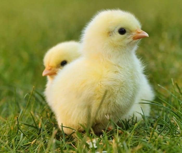 Happy Chicks