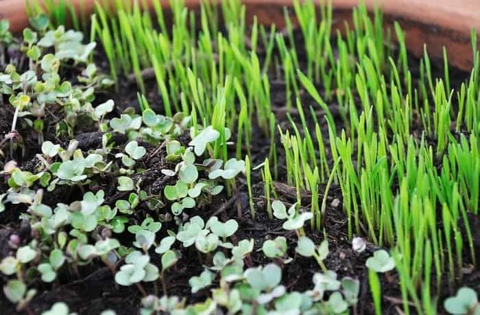 Microgreens