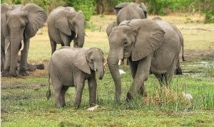 African elephant herd