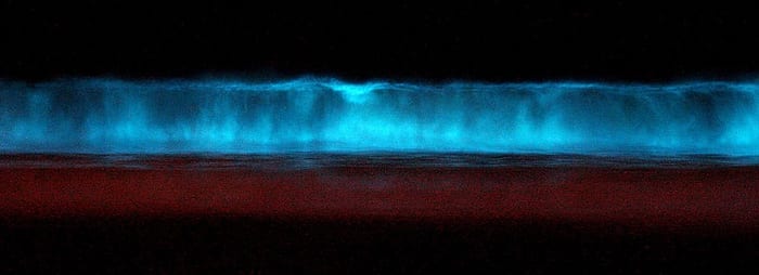 Bioluminescent dinoflagellates (Lingulodinium polyedrum) in breaking waves
