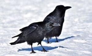 Crow Symbolism and Meaning