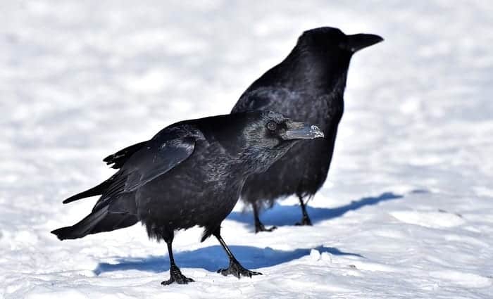 Crow Symbolism & Meaning & the Crow Spirit Animal | UniGuide
