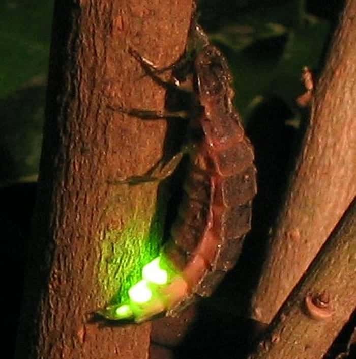 Female glow worm (Lampyris noctiluca) 