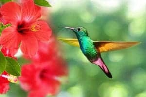 Hummingbird and hibiscus flowers
