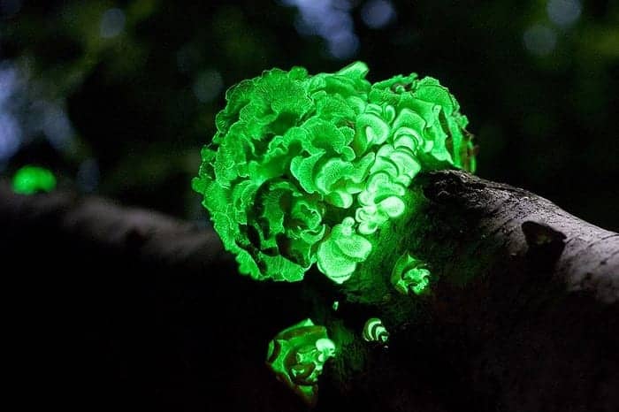 Oyster mushroom (Panellus stipticus)