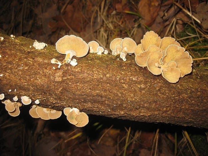 Oyster mushrooms (Panellus stipticus)