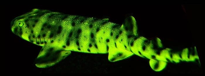 A biofluorescent swell shark (Cephaloscyllium ventriosum)