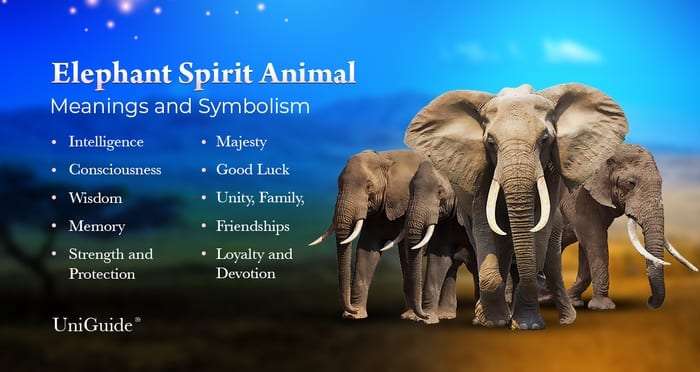 Elephant Meaning & Symbolism & the Elephant Spirit Animal