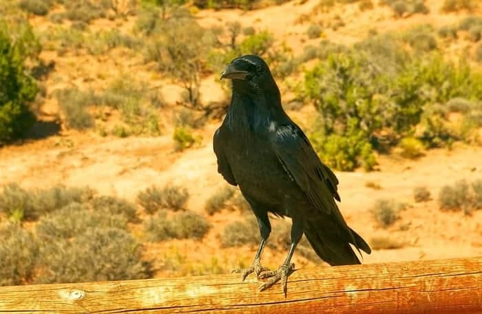 Corvus corax, raven