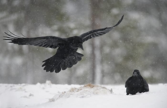 Raven in flight with mate