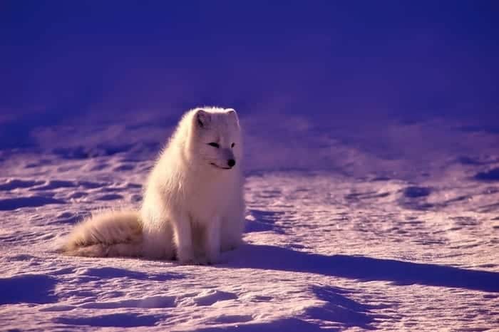 Arctic Fox in Norway