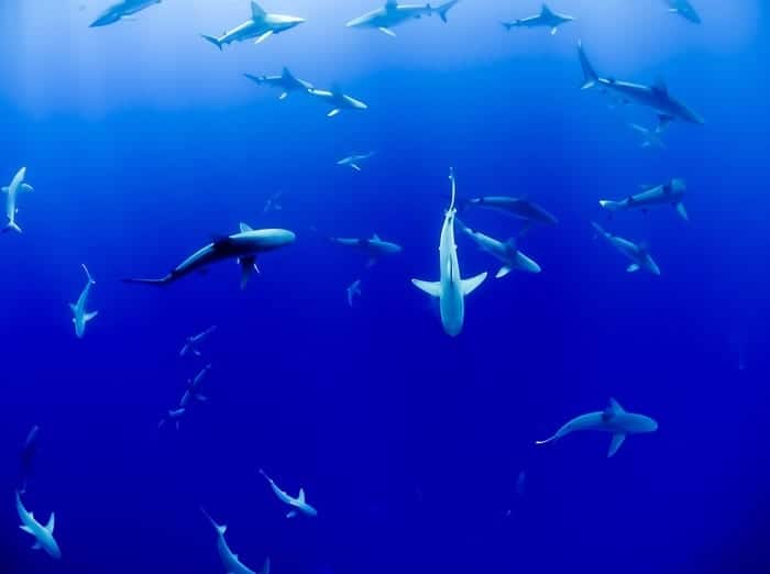 Blue sharks