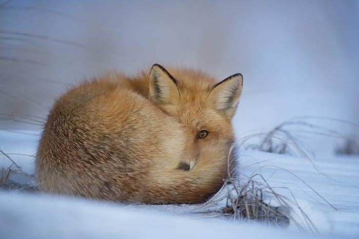 Fox curled up