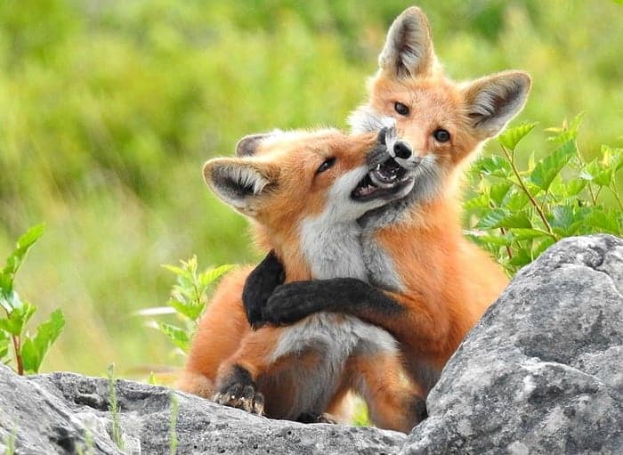 Young red foxes playing