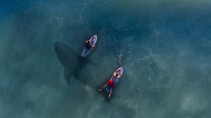 Surfing with sharks
