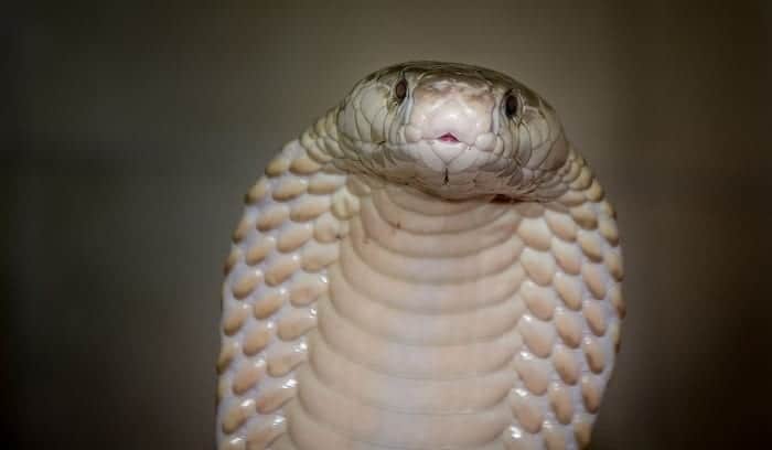 Cobra face, snake spirit animal