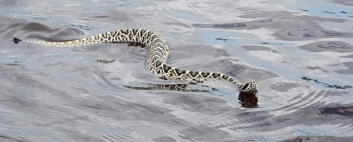 Eastern diamondback rattlesnake. Snake dreams.