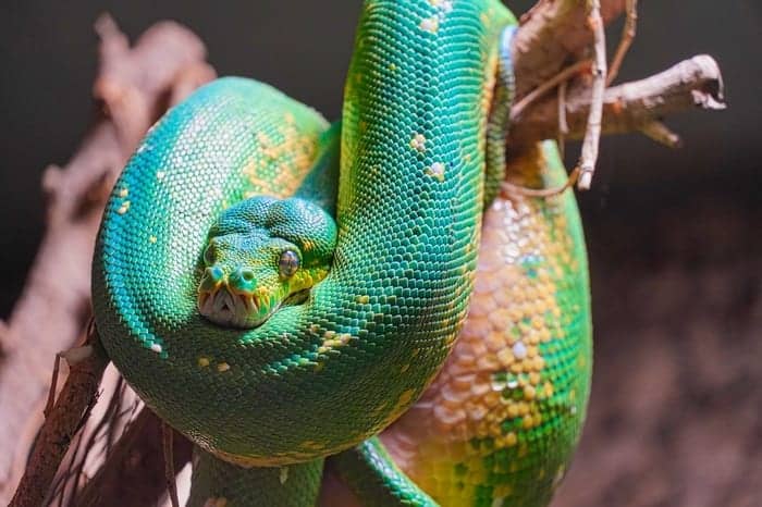 green tree python bite